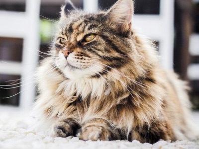 cat
